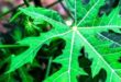 Manfaat Daun Pepaya Jepang untuk Kesehatan Mampu Mencegah Kanker!