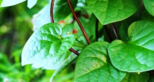 Manfaat Khasiat Daun Binahong untuk Kesehatan Sebagai Obat Gatal Hingga Mencegah Kanker