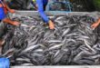 Tips Ternak Ikan Lele untuk Pemula Pemilihan Bibit Sampai Panen