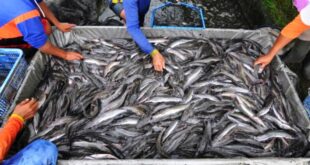 Tips Ternak Ikan Lele untuk Pemula Pemilihan Bibit Sampai Panen