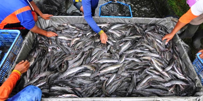 Tips Ternak Ikan Lele untuk Pemula Pemilihan Bibit Sampai Panen